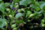 Water Hyacinth