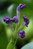 Water Hyacinth