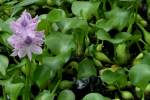 Water Hyacinth