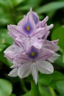 Water Hyacinth