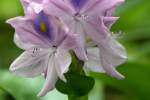 Water Hyacinth