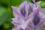 Water Hyacinth