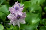 Water Hyacinth