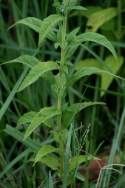 Canada Germander
