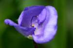 Zigzag Spiderwort