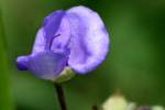 Zigzag Spiderwort