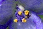 Zigzag Spiderwort