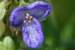 Zigzag Spiderwort