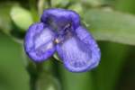 Zigzag Spiderwort