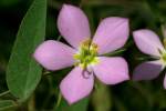 Texas Star - Meadow Pink