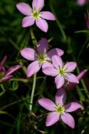 Texas Star - Meadow Pink