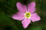 Texas Star - Meadow Pink