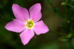 Texas Star - Meadow Pink