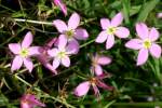 Texas Star - Meadow Pink