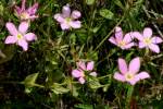 Texas Star - Meadow Pink