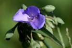 Bluejacket Spiderwort