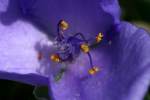 Bluejacket Spiderwort