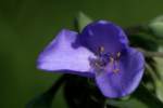 Bluejacket Spiderwort