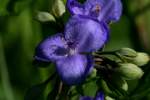 Bluejacket Spiderwort