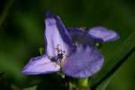 Bluejacket Spiderwort