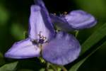 Bluejacket Spiderwort