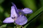 Bluejacket Spiderwort