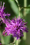 Baldwins Ironweed