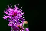 Baldwins Ironweed