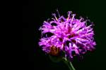 Baldwins Ironweed