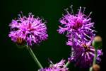 Baldwins Ironweed