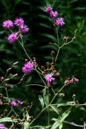 Baldwins Ironweed