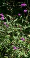 Baldwins Ironweed