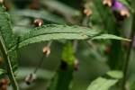 Baldwins Ironweed