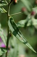 Baldwins Ironweed