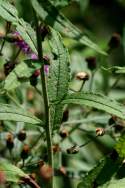 Baldwins Ironweed