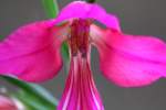 Field Gladiolus