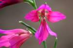 Field Gladiolus