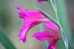 Field Gladiolus