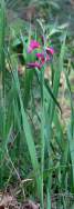 Field Gladiolus