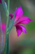 Field Gladiolus