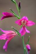 Field Gladiolus