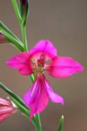 Field Gladiolus