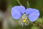 Erect Dayflower