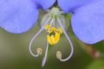 Erect Dayflower