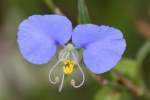 Erect Dayflower