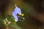 Erect Dayflower