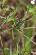 Erect Dayflower