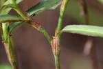 Erect Dayflower