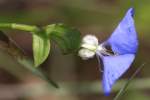 Erect Dayflower