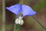 Erect Dayflower